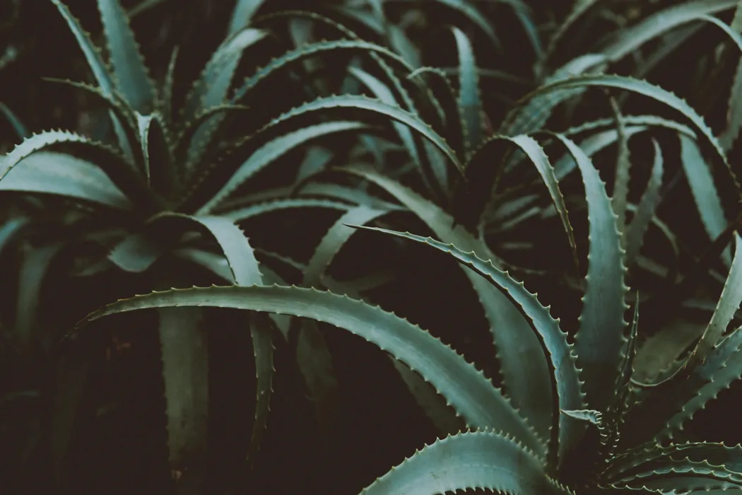 cover for Aloe Vera