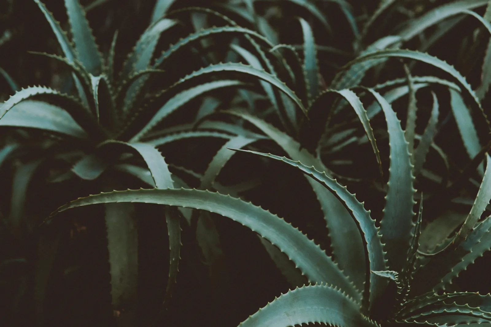 Cover for Aloe Vera