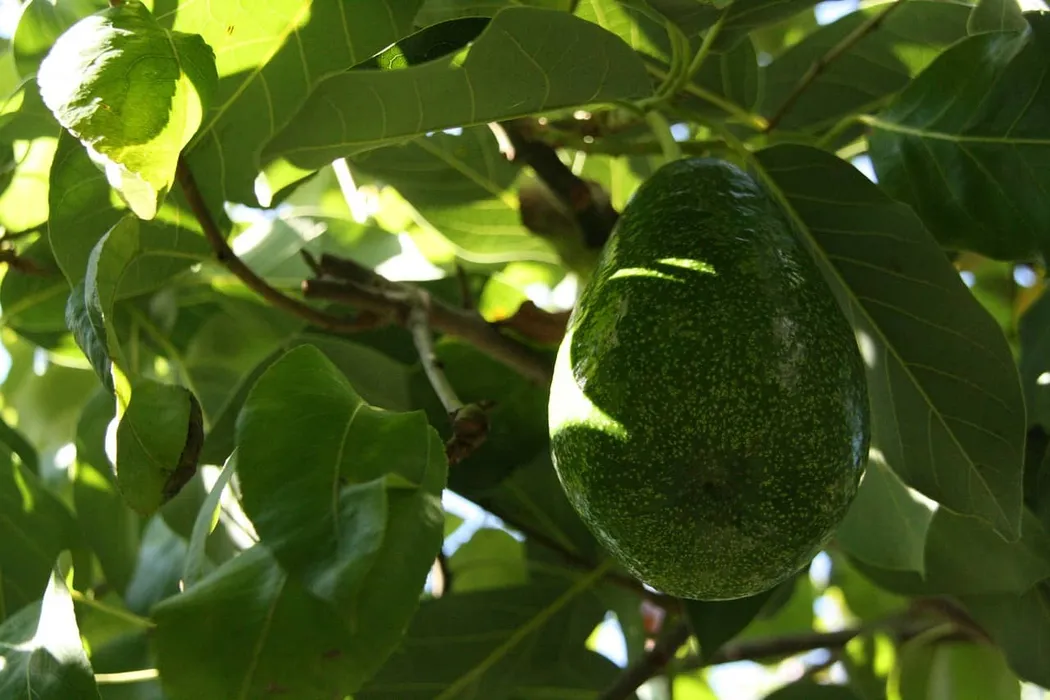 cover for Avocatier