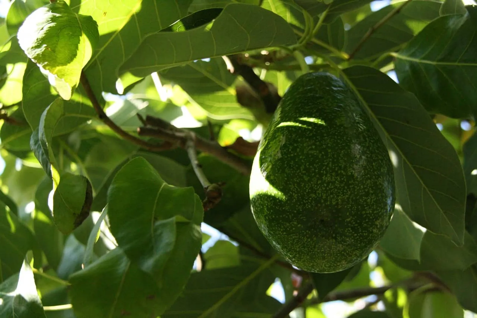Cover for Avocatier