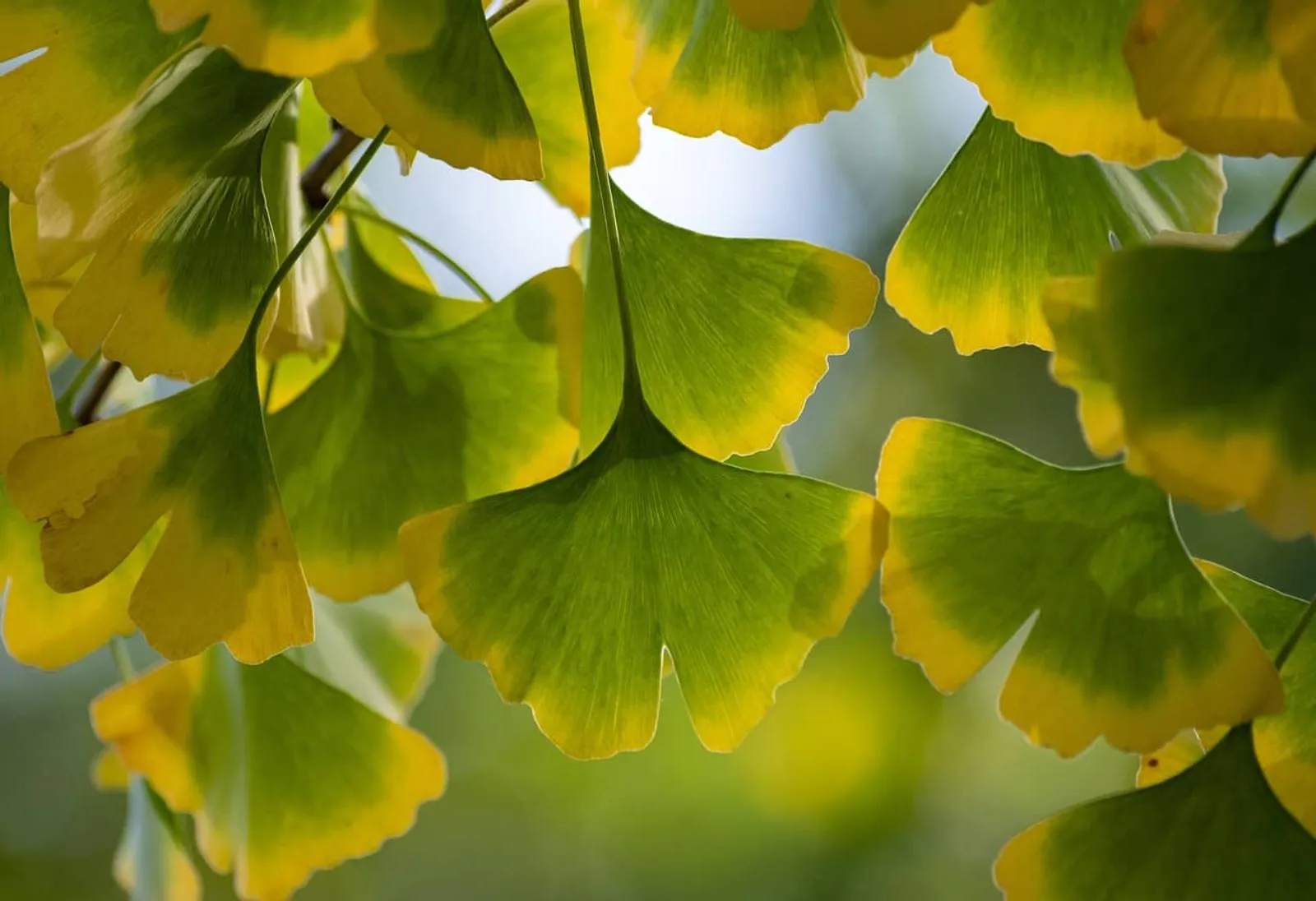 Cover for Ginkgo Biloba