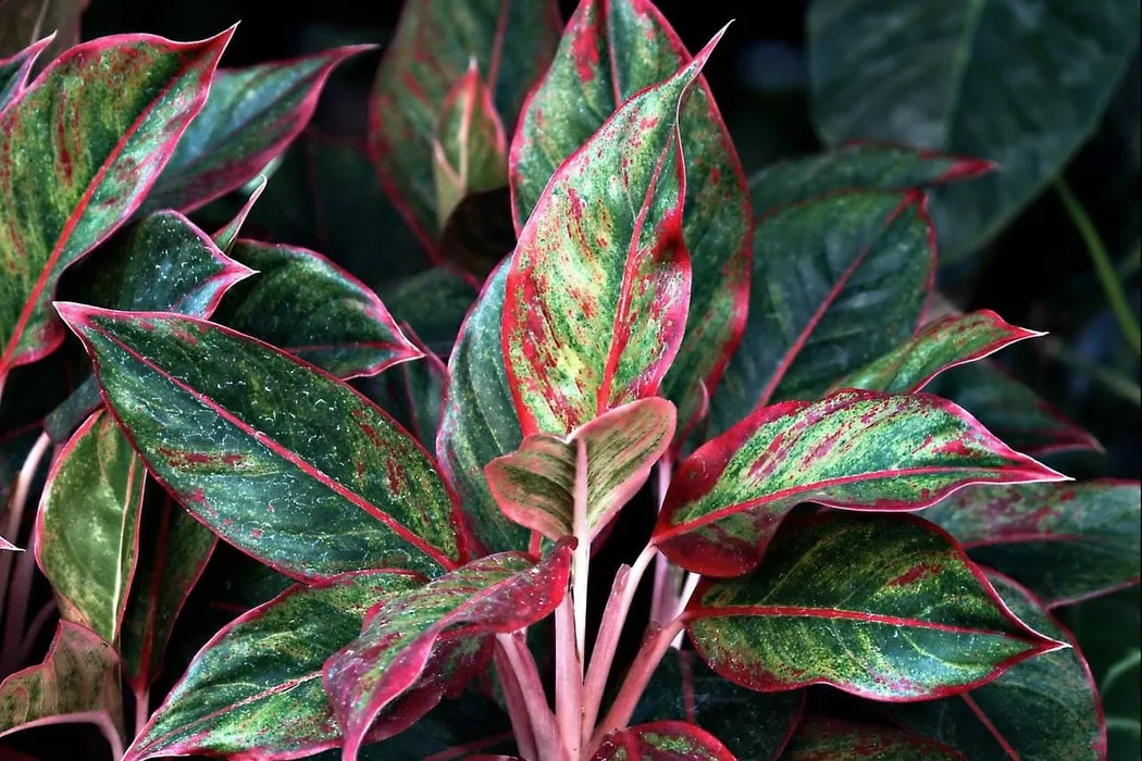 cover for Aglaonema Crete
