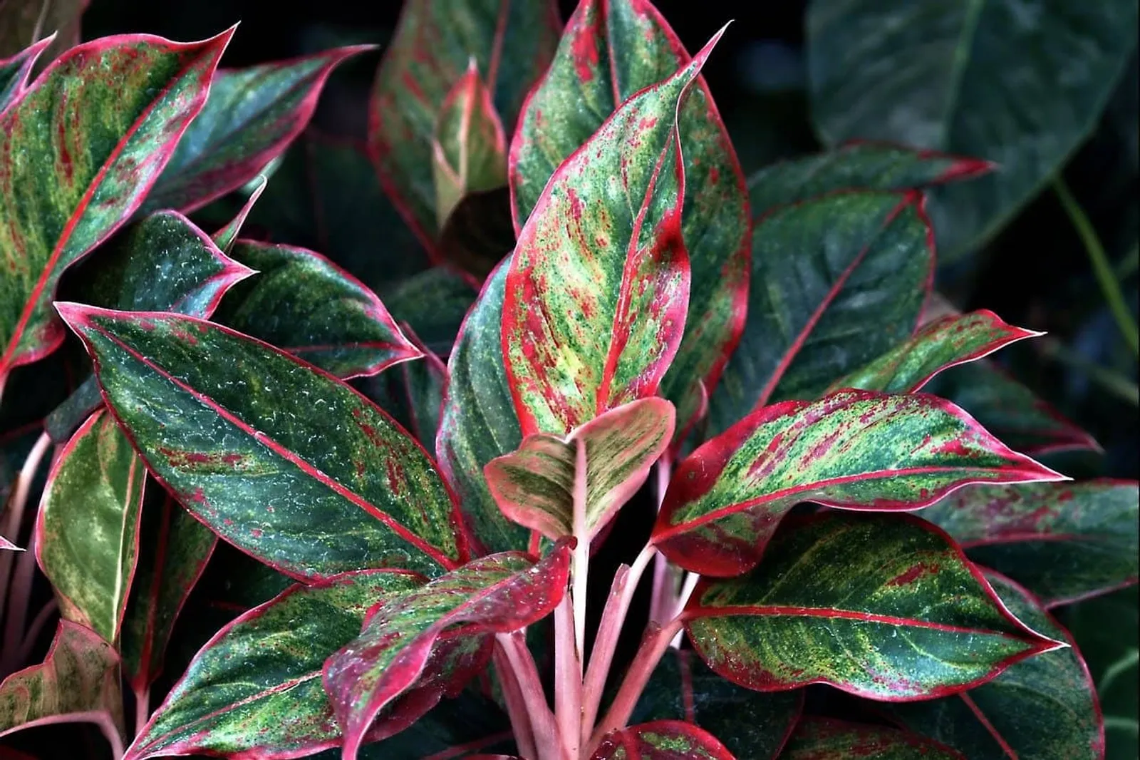 Cover for Aglaonema Crete
