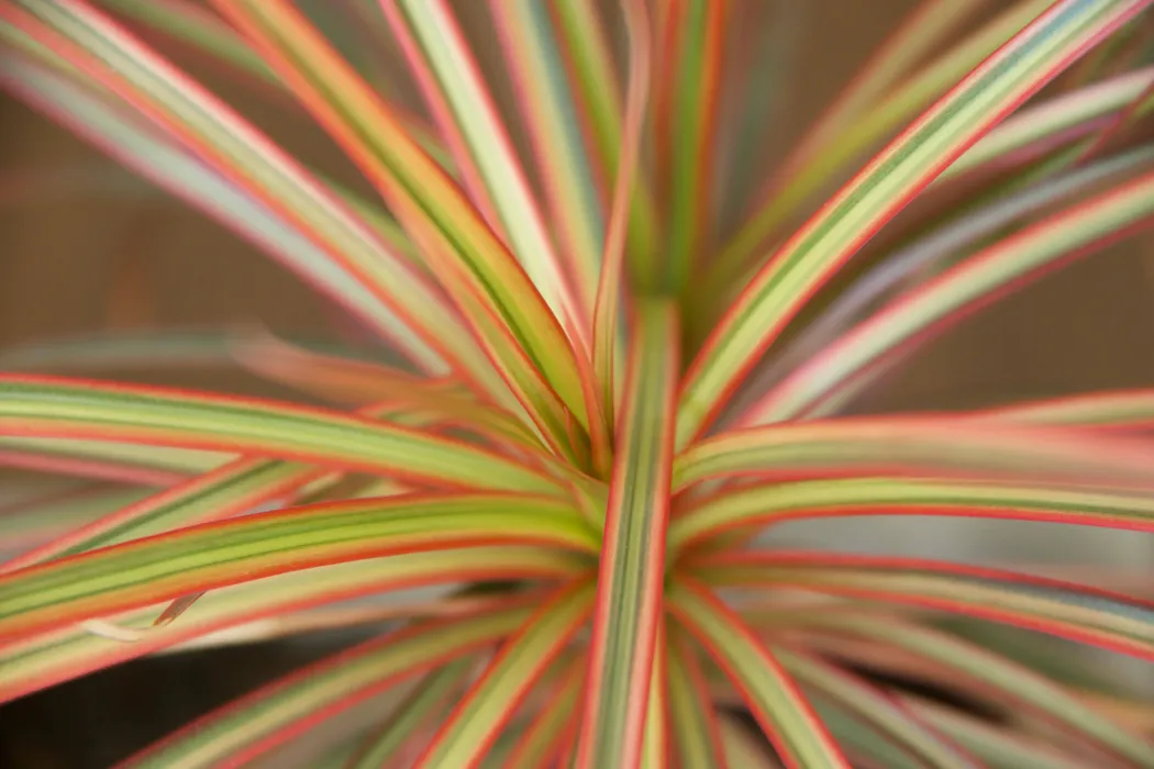 cover for Dracaena Marginata