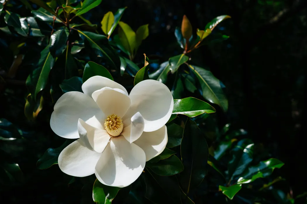 cover for Magnolia Grandiflora