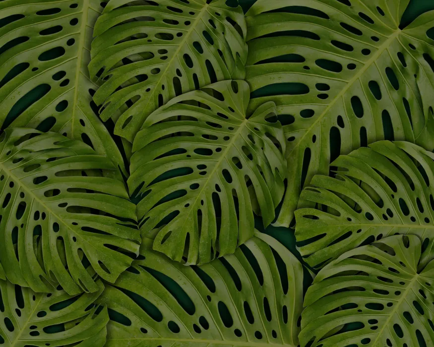 cover for Monstera Deliciosa