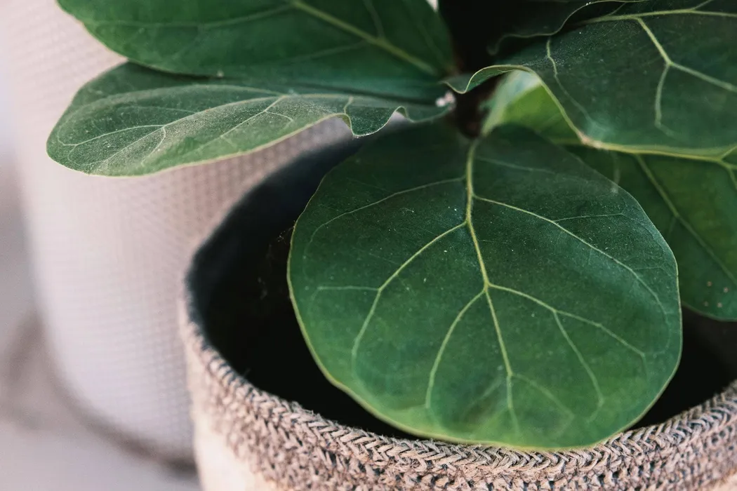 cover for Ficus Lyrata