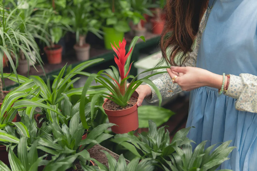 cover for Bromelia Guzmania