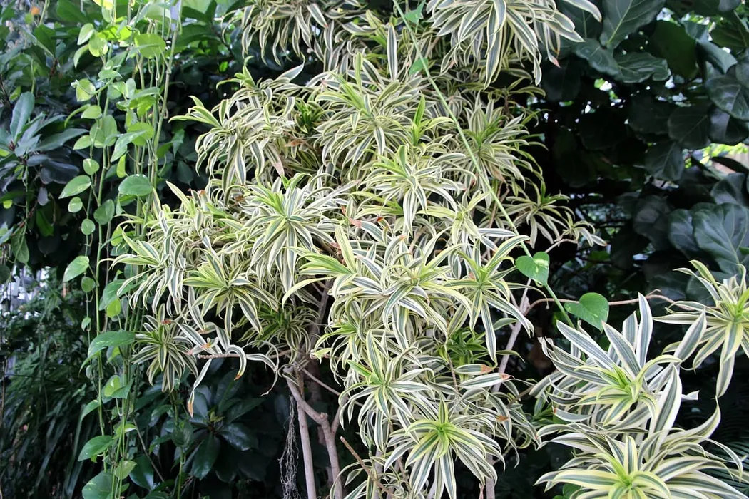 cover for Chlorophytum Comosum